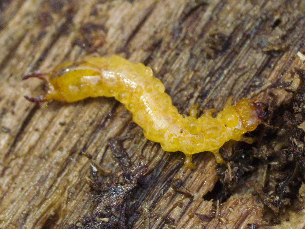 Schizotus pectinicornis (Linnaeus, 1758)